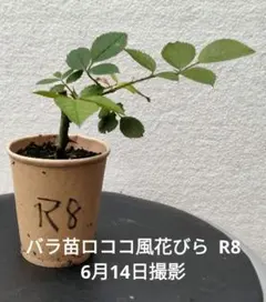 みいな♡ちゃん様 リクエスト 3点 まとめ商品