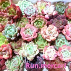 e97多肉植物エケベリア〈カット苗〉☆寄植えMIX☆