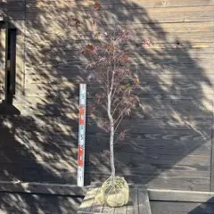 2025年最新】ノムラモミジの人気アイテム - メルカリ