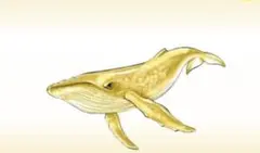 くじらアタック＆co　金！シロナガスクジラ くじらアタック アンドコ