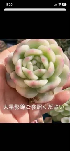 星影錦　可愛い多頭っ子　多肉植物　覆輪　抜き葉挿しっこのサムネイル