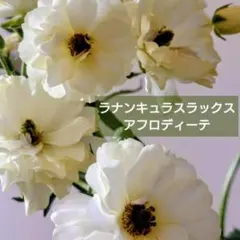 宿根草【八重咲き】ラナンキュラスラックス『アフロディーテ』大苗
