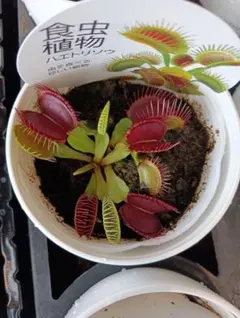 胡蝶蘭　ミディ　パープルネットのサムネイル