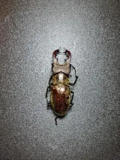 2026年最新】ミヤマクワガタ 標本の人気アイテム - メルカリ