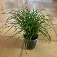 あんず・・・購入前【 在庫確認 】を様 リクエスト 2点 まとめ商品