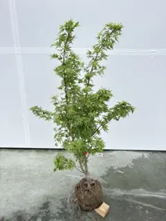 山採り天然　クロモジ　1 天然山採りクロモジ5本立ち1 - メルカリ