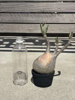 【現在の写真追加】グラキリス 現地球 鶴仙園 関口貴仁 セキグチタカヒト 2026年最新】グラキリス 現地球の人気アイテム - メルカリ