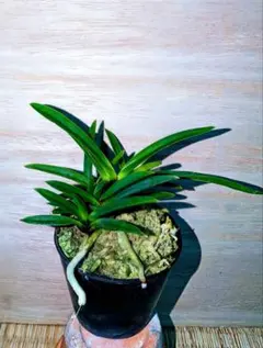 【至宝の逸品】富貴蘭　必見!!月琴覆輪 至宝の逸品】富貴蘭 必見!!月琴覆輪 - メルカリ