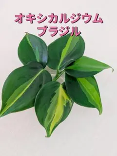 2026年最新】フィロデンドロン 斑入りの人気アイテム - メルカリ