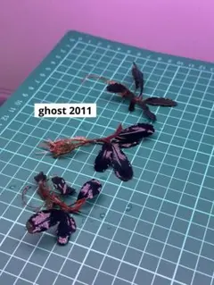 ブセファランドラsp.ゴースト\"Ghost 2011” 大株（4-5株付き）希少 2025年最新】ブセファランドラ ゴースト 2011の人気アイテム