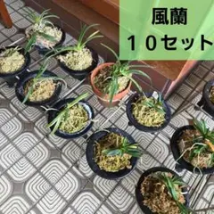 風蘭10セット鉢付 ワケアリ 徳島から - メルカリ
