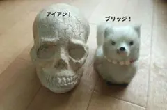 タイのお守りプラクルアン！ドクロ！(^q^)インテリアや占い師開業に！ タイのお守りプラクルアン！ドクロ！(^q^)インテリアや占い師開業に
