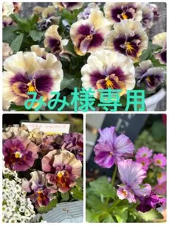 みみ様専用のサムネイル