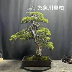 sunday様 真柏 小品盆栽 糸魚川真柏 盆栽 樹高19cm 天ジン 天シャ