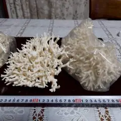 天然　サンゴ　珊瑚礁　白珊瑚　インテリア　アクアリウム　3点セット