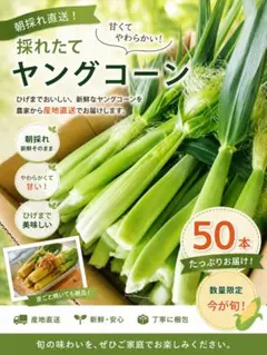 SUGIAYU★クール便送料着払い★葉っぱヒゲ付きヤングコーン200本 ヤングコーン(葉っぱと髭付)千葉県産② - メルカリ