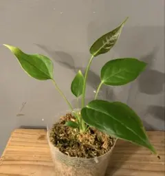 アンスリウム　ベイチー　No.032　鉢、送料込　メルカリ便 アンスリウム ベイチー No.032 鉢、送料込 メルカリ便