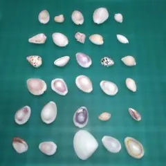 天然貝殻セット 材料　奄美