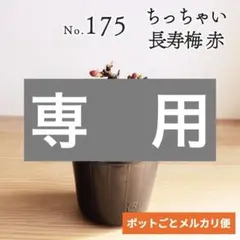 2026年最新】長寿梅 梅 盆栽の人気アイテム - メルカリ