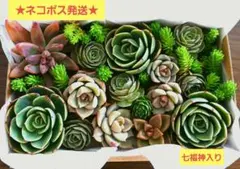 多肉植物 カット苗 詰め合わせ 七福神入り ★ネコポス発送★