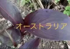 ROYAL MANAMI様 リクエスト 2点 まとめ商品