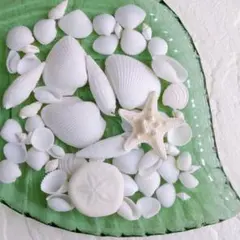 貝殻　シェルパーツ　白い貝殻　ハンドメイド　結婚式　海　デコパーツ　素材