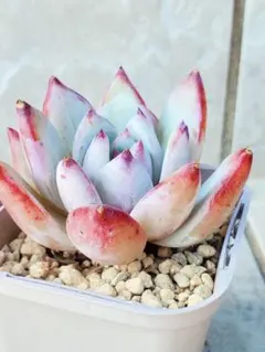 ぼのぼのさん苗 コロラータタパルパ×臼田リンゼアナ ぼのぼのさん苗 コロラータタパルパ×臼田リンゼアナ