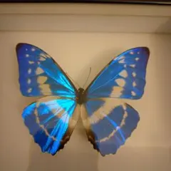 2026年最新】標本 キプリスモルフォの人気アイテム - メルカリ