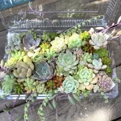 多肉植物寄せ植えセット　多肉弁当　カット苗
