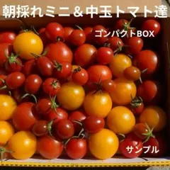 家庭菜園✶ミニ＆中玉トマト達✶ 箱ぱんぱん✶農薬不使用栽培のサムネイル