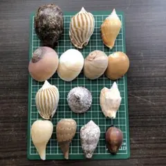 貝殻セット 14個