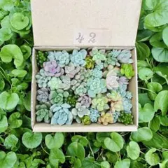 ✾42多肉植物　エケベリア　カット苗　ミニサイズ　ちまちま寄せ植え　セダムのサムネイル