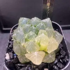 マ*ト様 白曙オブツーサ鮮明錦　超美株　極上斑　大きめ