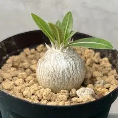 塊根植物 コーデックス 観葉植物 美株 メルカリ便 パキポディウム グラキリス コーデックス 塊根植物 珍奇植物 - メルカリ