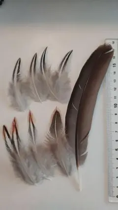 鳥の羽根　ハイイロヤケイ　羽根