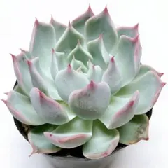 多肉植物　シムランスアッセンシォン×ジャッカル実生　抜き苗のサムネイル