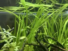 ブリクサショートリーフ 3株 水中葉 無農薬 無害虫 - メルカリ