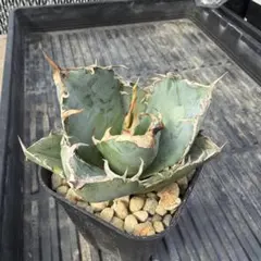 2026年最新】白鯨の人気アイテム - メルカリ