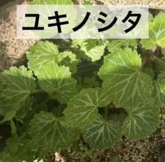 極小のユキノシタ（出品予定サンプル） 2026年最新】ユキノシタ苗の人気アイテム - メルカリ