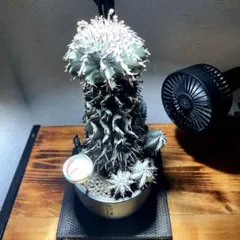 2025年最新】コピアポア 黒王丸の人気アイテム - メルカリ