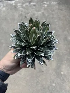 ⭐︎専用中⭐︎アガベ　ピンキー　プレステラ90 ⭐︎専用中⭐︎アガベ ピンキー プレステラ90