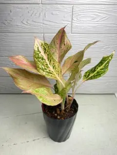 2025年最新】アグラオネマピンクの人気アイテム - メルカリ