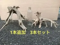 流木2本セット(プラス1本計3本)