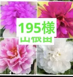 ポーチュラカ苗　　松葉ボタンリトルマーメイド苗　松葉ボタンのサムネイル
