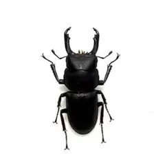 愛知県産 スジクワガタ★