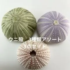 NO.668-241 アーチン(ウニ殻) 3種類アソート 3点セット