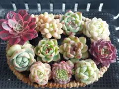 【超得Sale】品種いろいろセット④★抜き苗★エケベリア★多肉★多肉植物寄せ植え