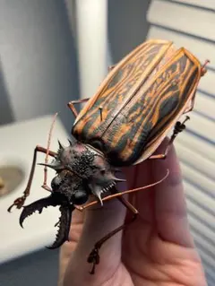 2026年最新】オオキバウスバカミキリ 標本の人気アイテム - メルカリ