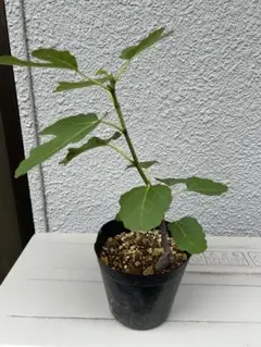 イチジク苗木】Frank's salerno ☆5号ロングスリット鉢に活着済