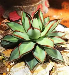 Lj_plants】Z370多肉植物 アガベ 王妃雷神 黄中斑 極上美株 - メルカリ